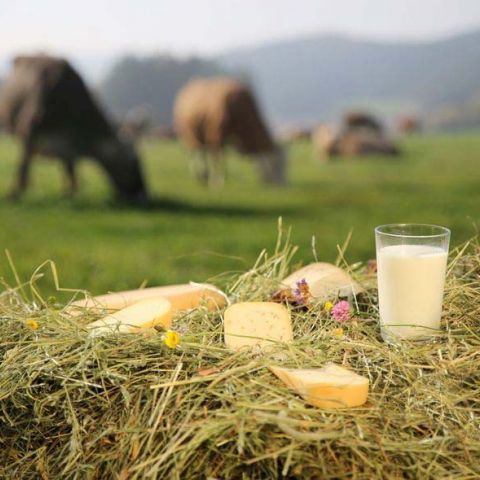 Heumilchkäse Biohof und Biokäserei Pöllinger